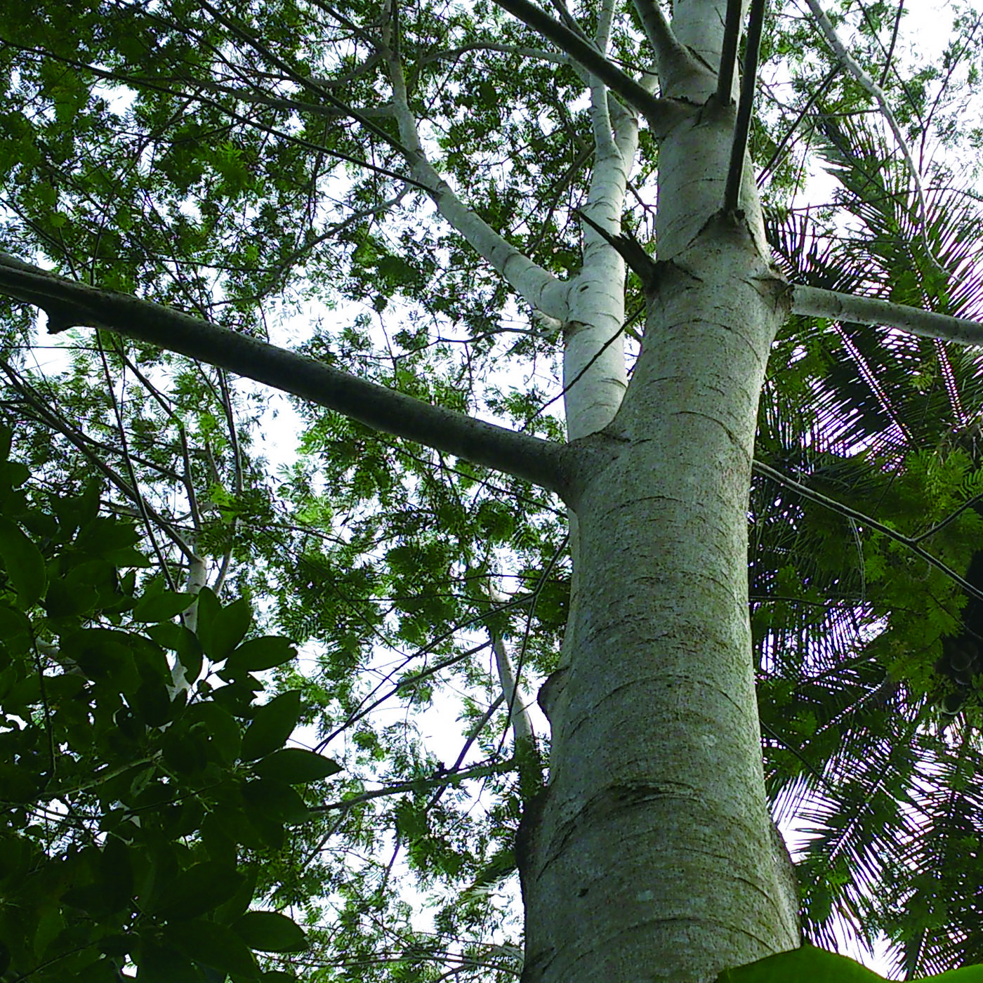 Albizia Falcata